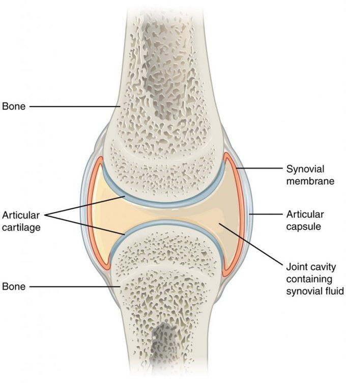 Figure 1: Synovial Joint Structure Figure 1: Synovial Joint Structure